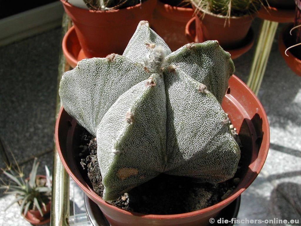 Astrophytum myrostigma (BischofsmÃ¼tze)

