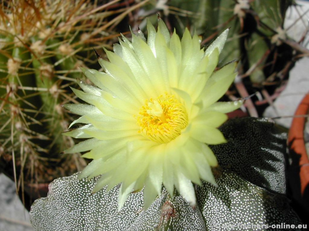 Astrophytum myrostigma (BischofsmÃ¼tze)

