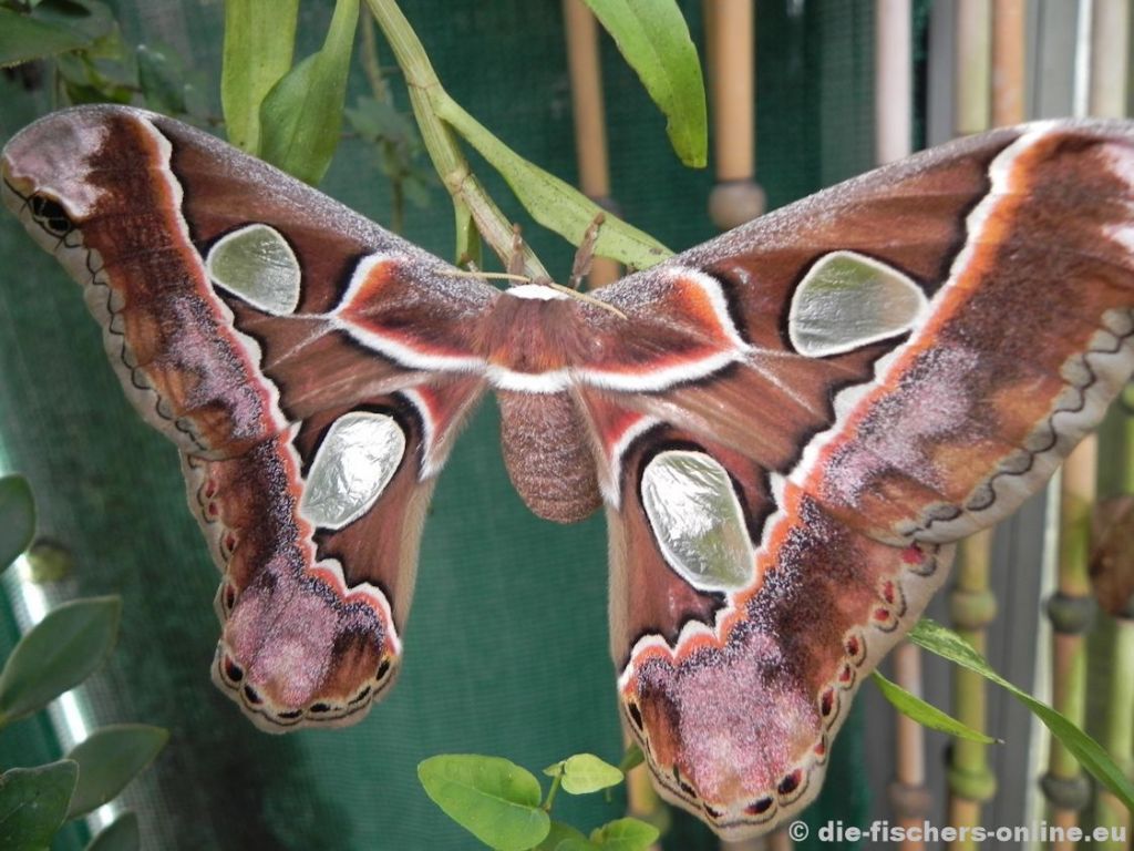 Atlasspinner
(Attacus atlas)

