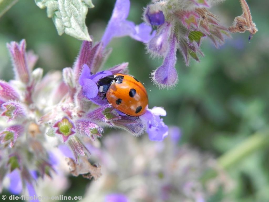 Siebenpunkt-Marienkäfer
(Coccinella septempunctata)
