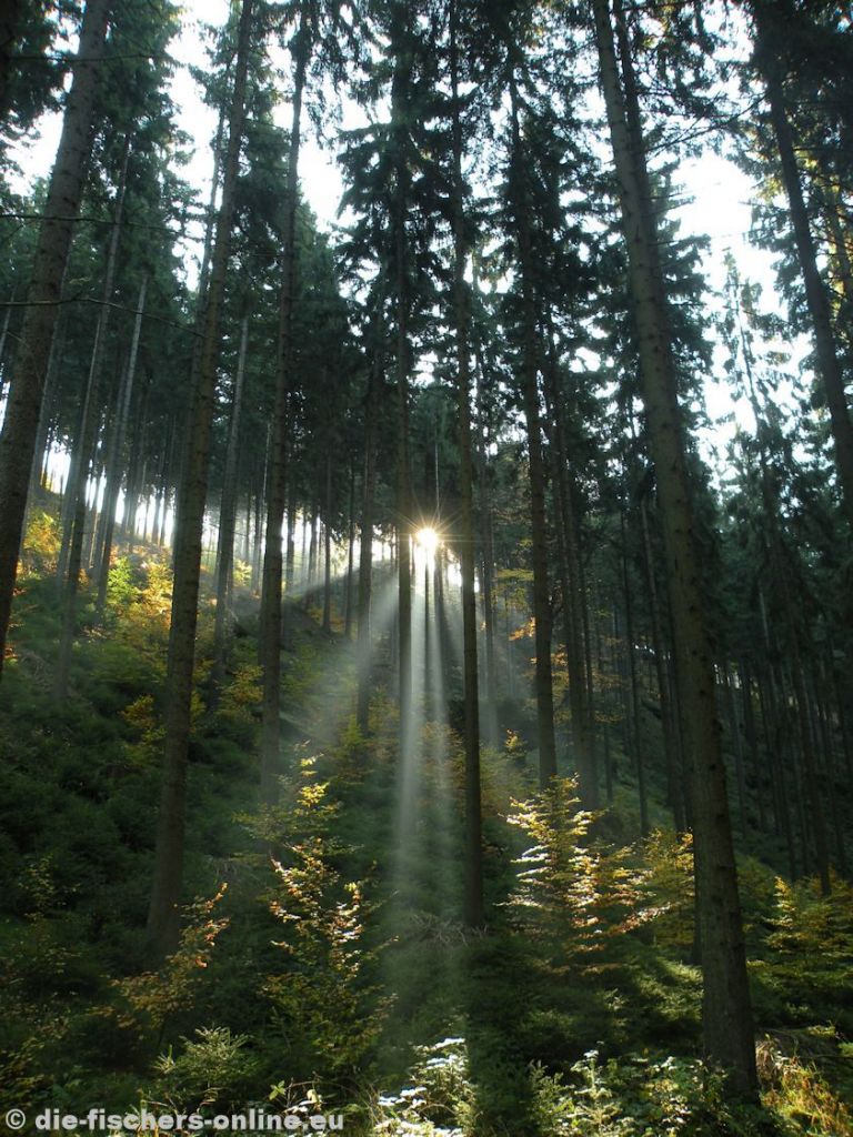 Morgenstimmung im Schmilkaer Gebiet
