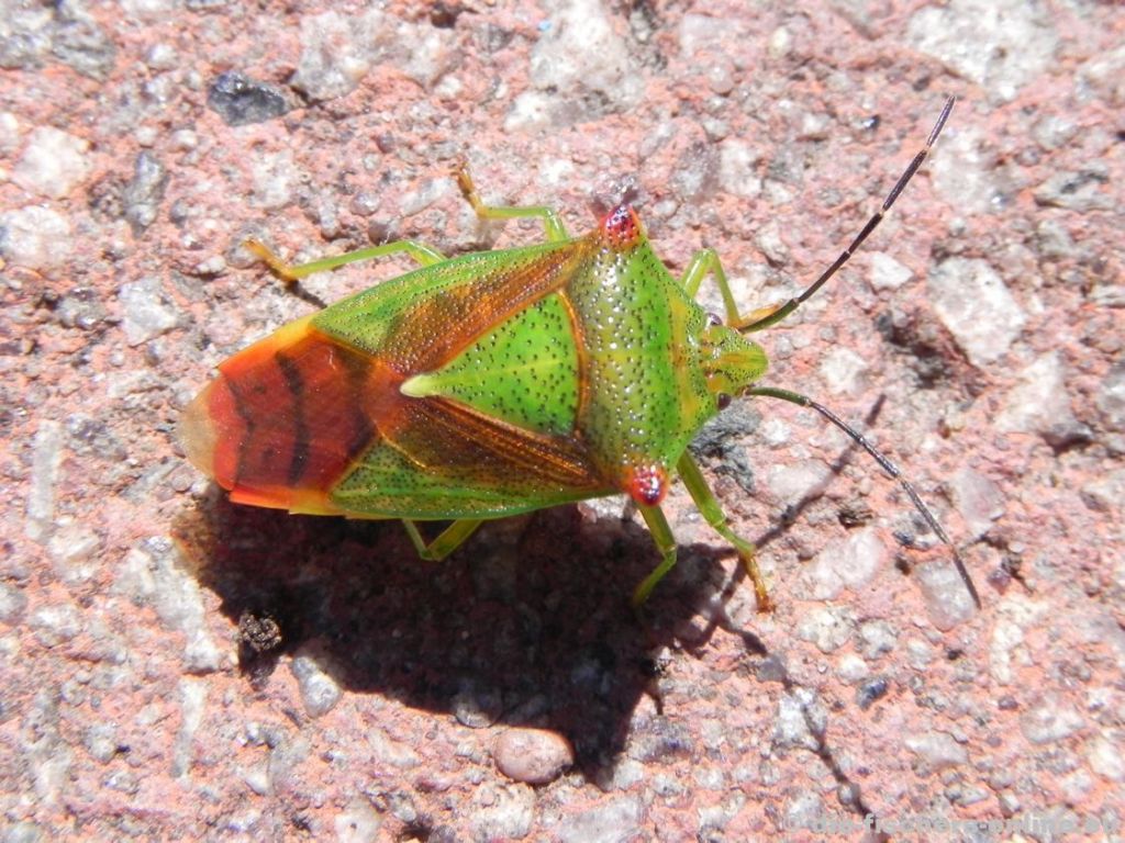 Wipfel-Stachelwanze
(Acanthosoma haemorrhoidale)
