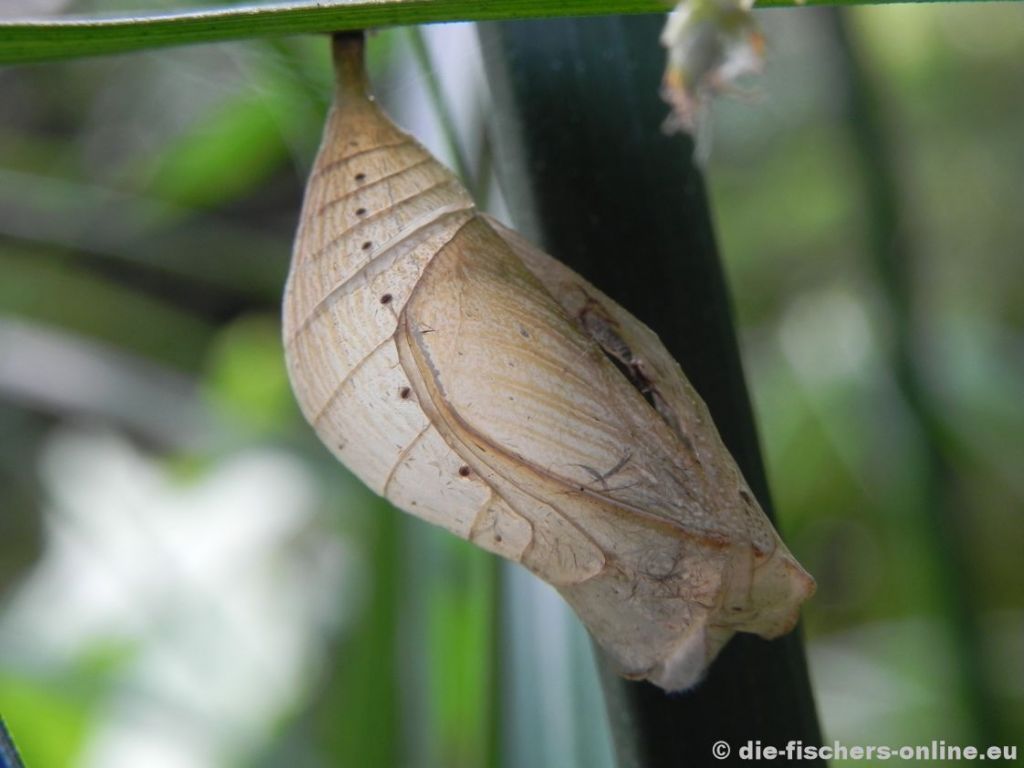 Verlassene Puppe
