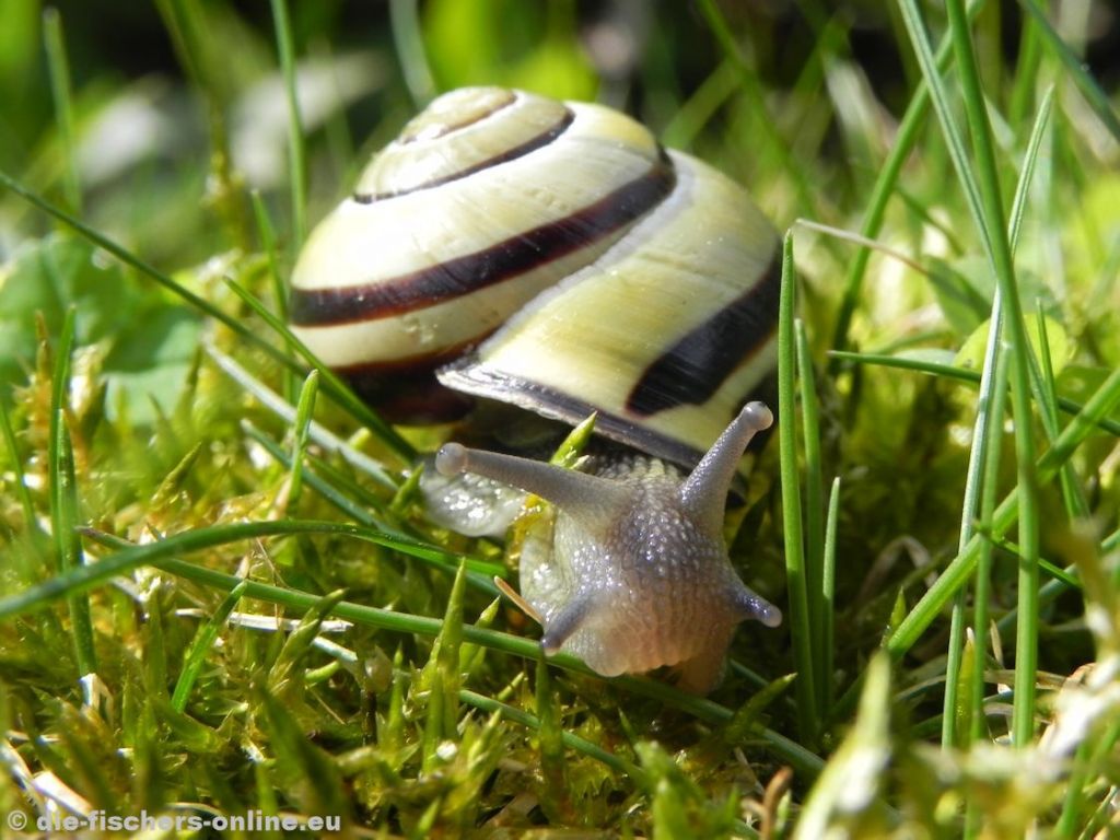 Hain-Bänderschnecke
(Cepaea nemoralis)
