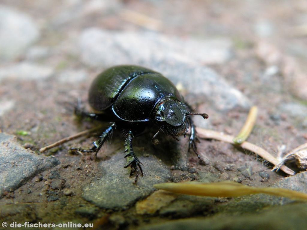 WaldmistkÃ¤fer
