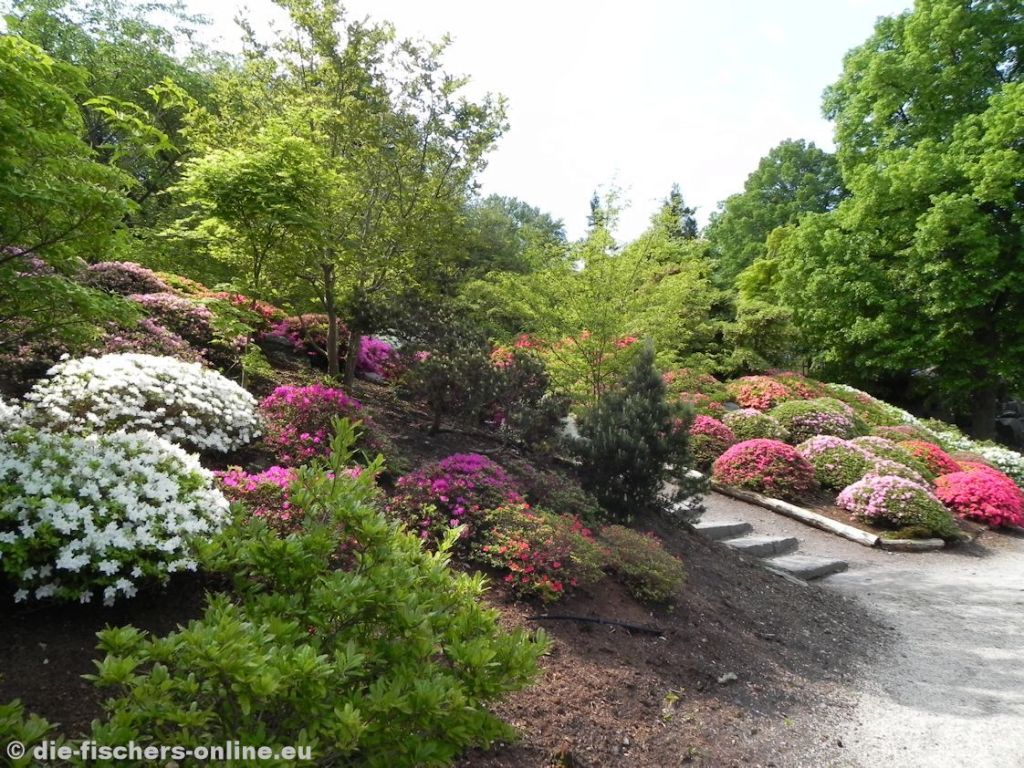 Azaleenblüte im Japanischen Garten
