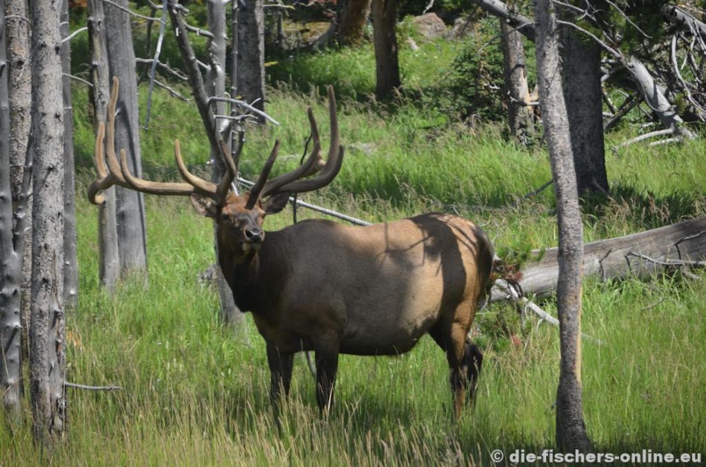 Yellowstone: Wapiti Hirsch
Kaum zu glauben! Ein ausgewachsener Wapiti Hirsch am Straßenrand.
