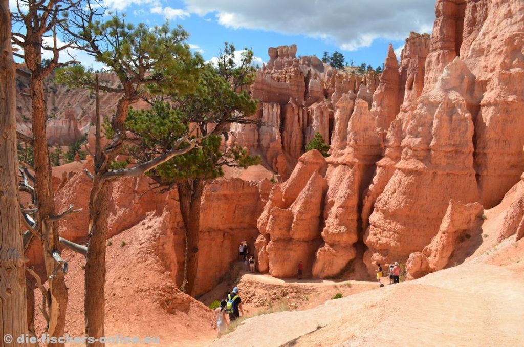 Bryce Canyon: Spaziergang zwischen den Hoodoos
Im Bryce Canon durfte natürlich ein kleiner Spaziergang nicht fehlen. Unser Weg führte vom Sunrise Point hinunter zu Queens Garden, vorbei an Thor's Hammer um wieder über den Navajo Loop zum Sunset Point hinauf zu kommen (etwa 4 km).
