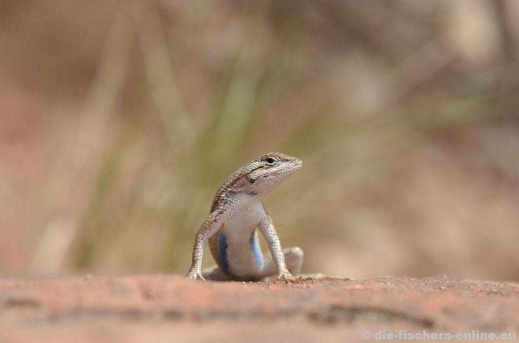 Zion: Wer beobachtet hier wen?
Auch im Zion Nationalpark sind Echsen und Lurche anzutreffen. Kennt sich jemand mit Echsen aus und kann das Tier bestimmen? 
