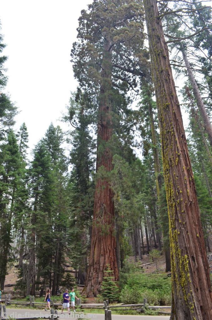 Yosemite: Mammutbäume
Besuch des Mariposa Grove, einem Hain aus etwa 500 Riesenmammutbäumen. Charakteristisch für diese Baumart ist, dass diese das Feuer benötigen, um sich vermehren zu können (die Zapfen öffnen sich erst bei großer Hitze).

