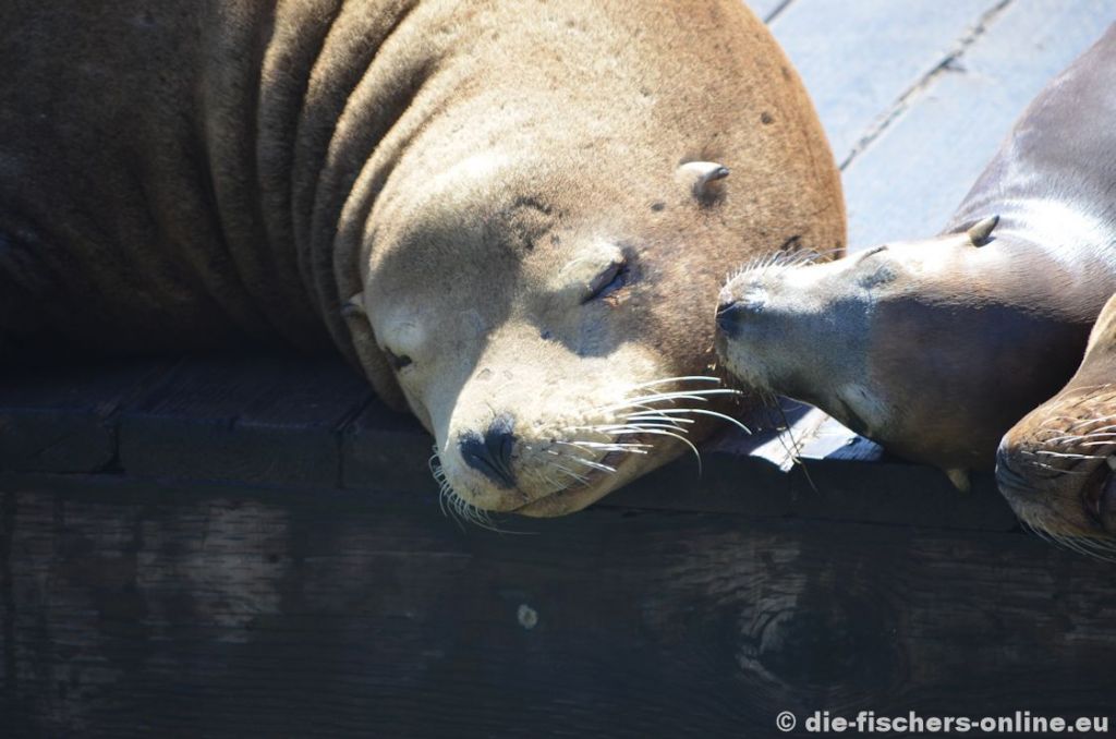 San Francisco: Seelöwen am Pier 39 (Fisherman's Wharf)
Der ehemalige Anlegestelle dient heute als Touristenmagnet. Neben Andenken und dem leiblichen Wohl haben sich dort auch Seelöwen angesiedelt.
