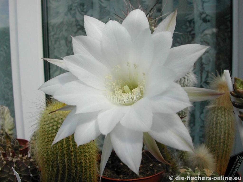 Echinopsis subdenudata
