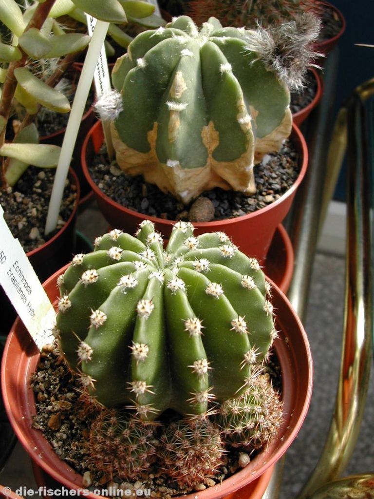 Echinopsis brasilensis und Echinopsis subdenudata
