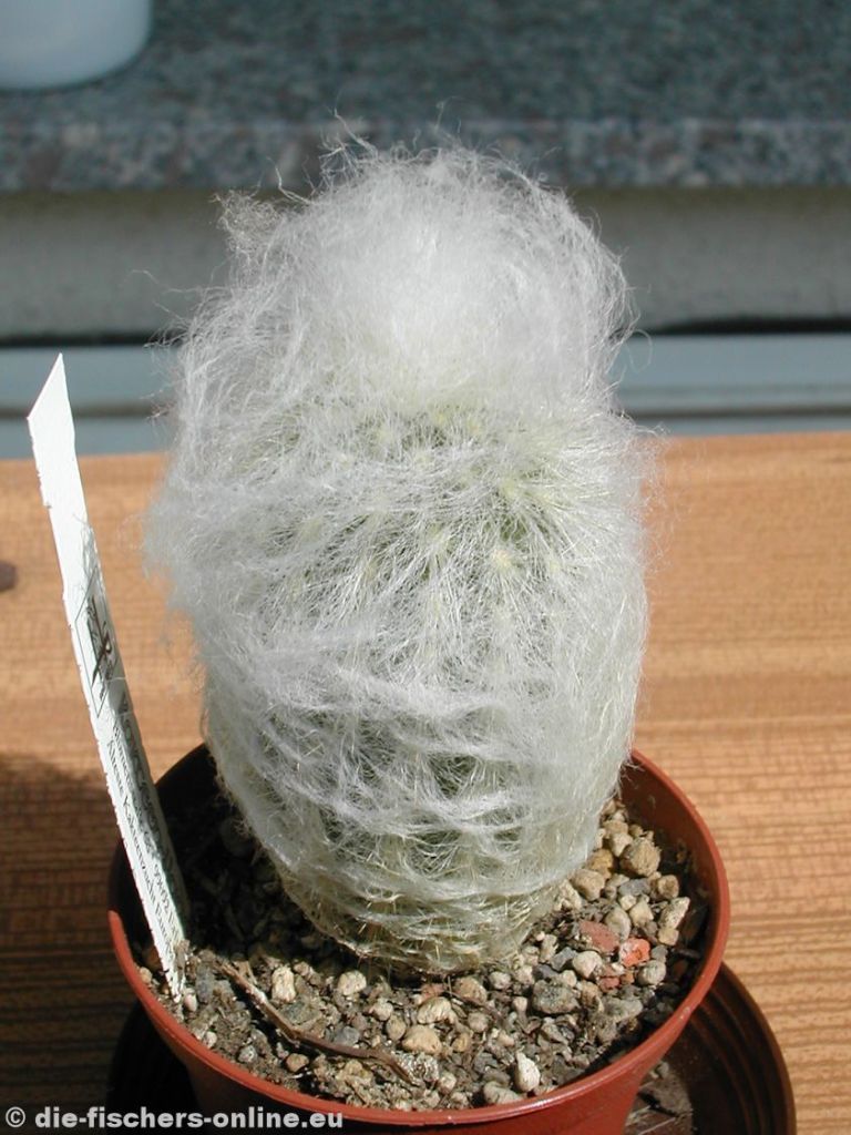 Espostoa nana
