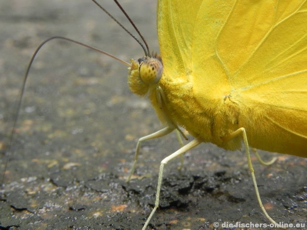 Schwefelfalter
(Phoebis sennae)
