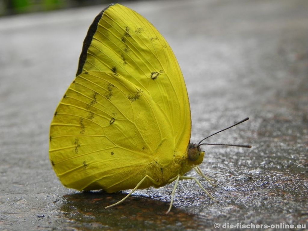 Noch ein Schwefelfalter
(Phoebis sennae)
