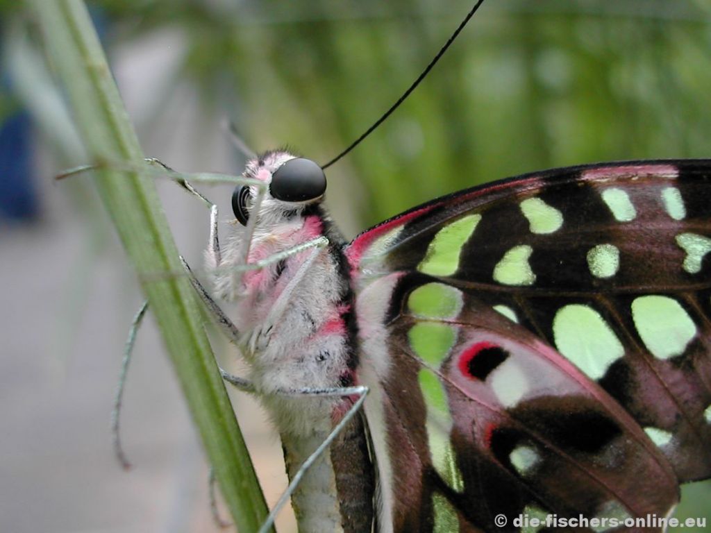 Geschweifter EichelhÃ¤her
(Graphium agamemnon)
