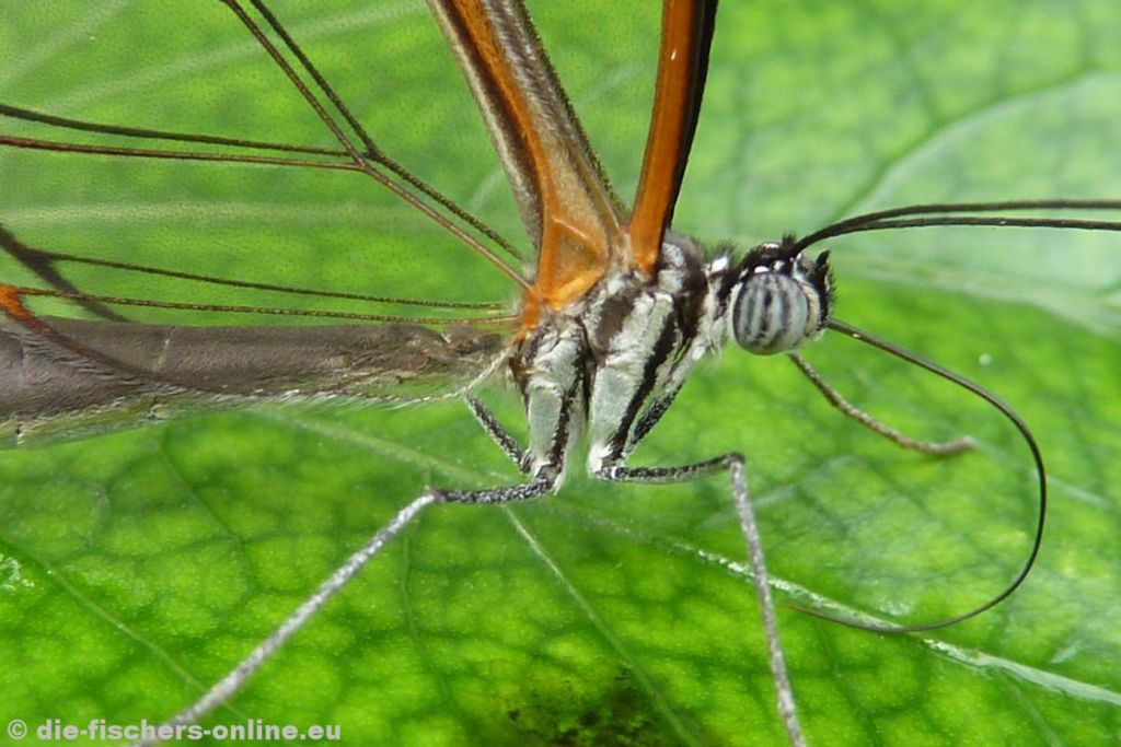 Glasfalter
(Greta oto)
