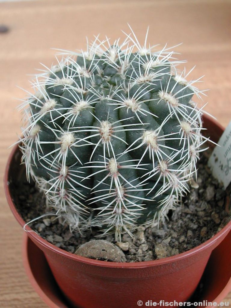 Gymnocalycium bruchii
