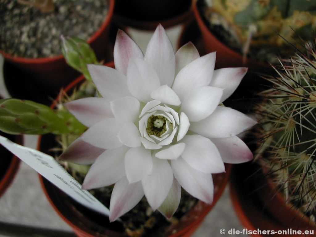Gymnocalycium damsii
