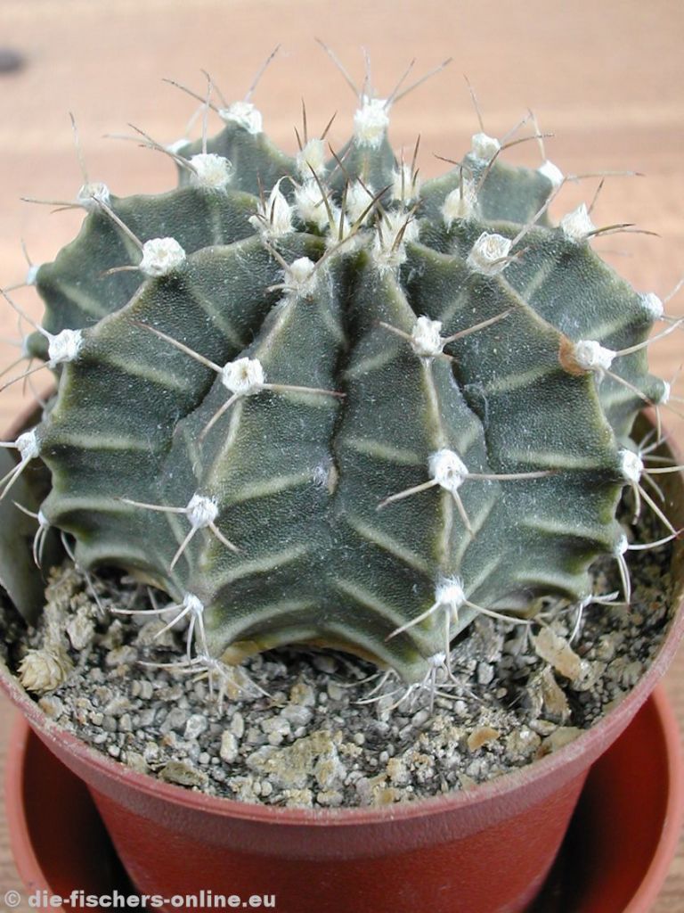 Gymnocalycium friedrichii
