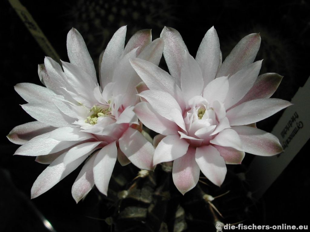 Gymnocalycium friedrichii
