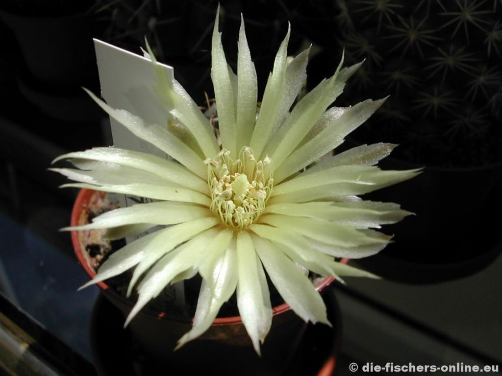 Gymnocalycium hyptiacanthum
