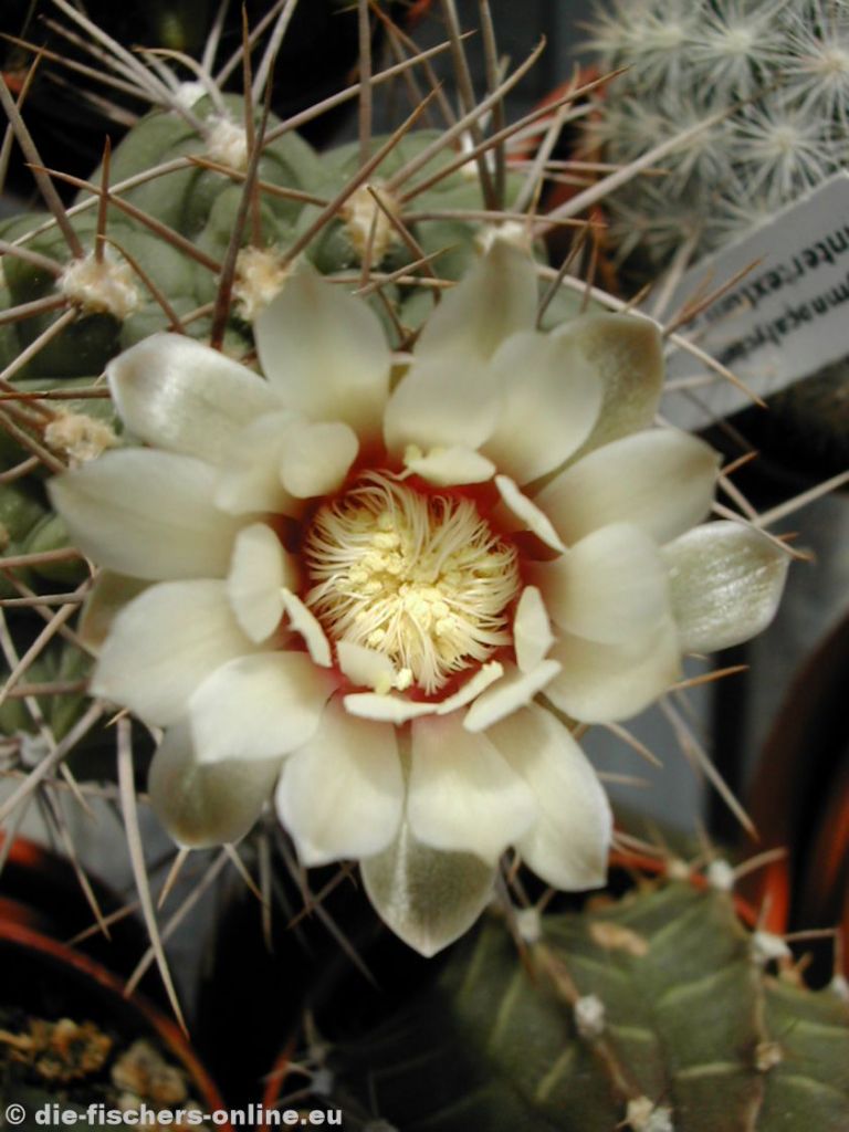Gymnocalycium intertextum
