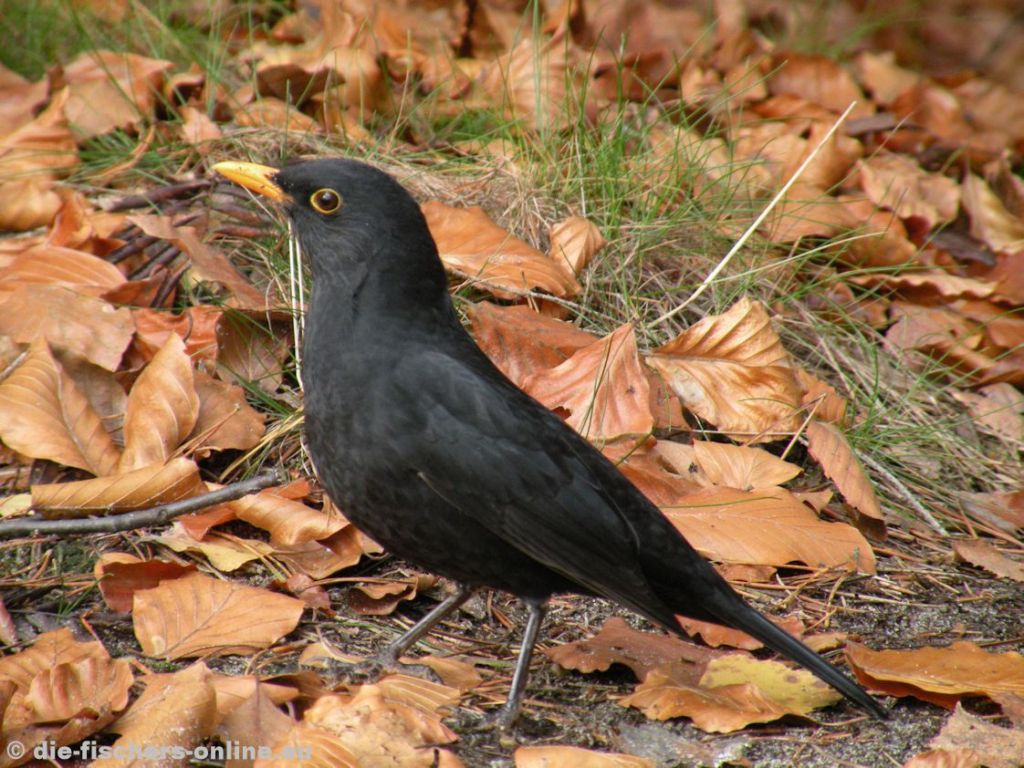 Amsel
...ob die mir was von ihrem Essen abgeben?
