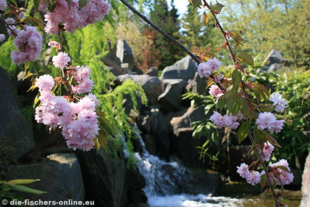 Wasserfall im Japanischen Garten 
