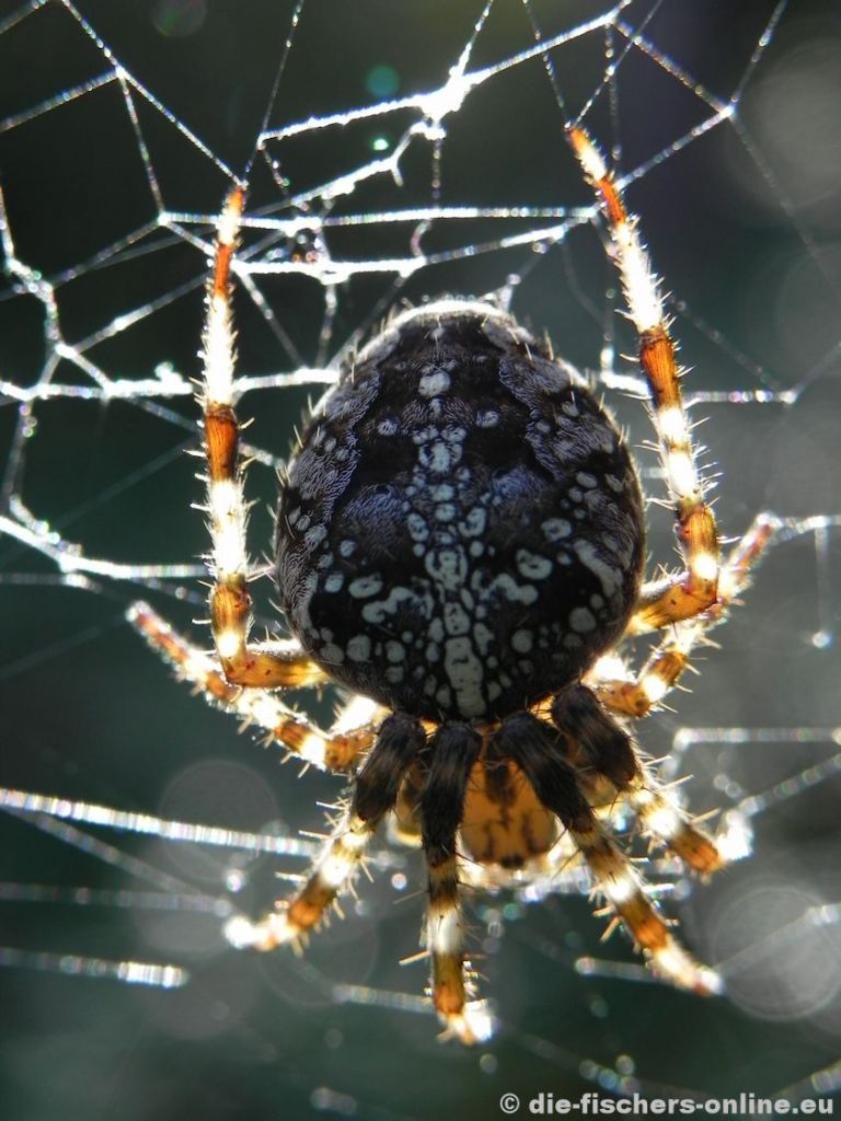 Kreuzspinne im Gegenlicht
