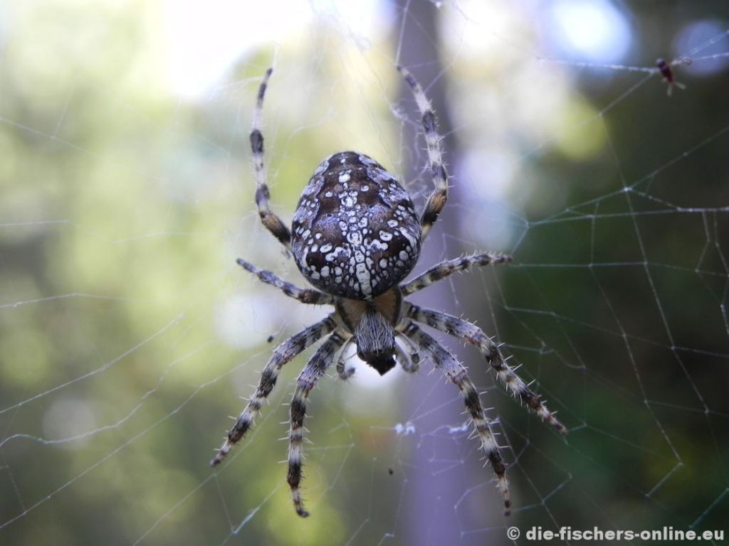 Gartenkreuzspinne
(Araneus diadematus)
