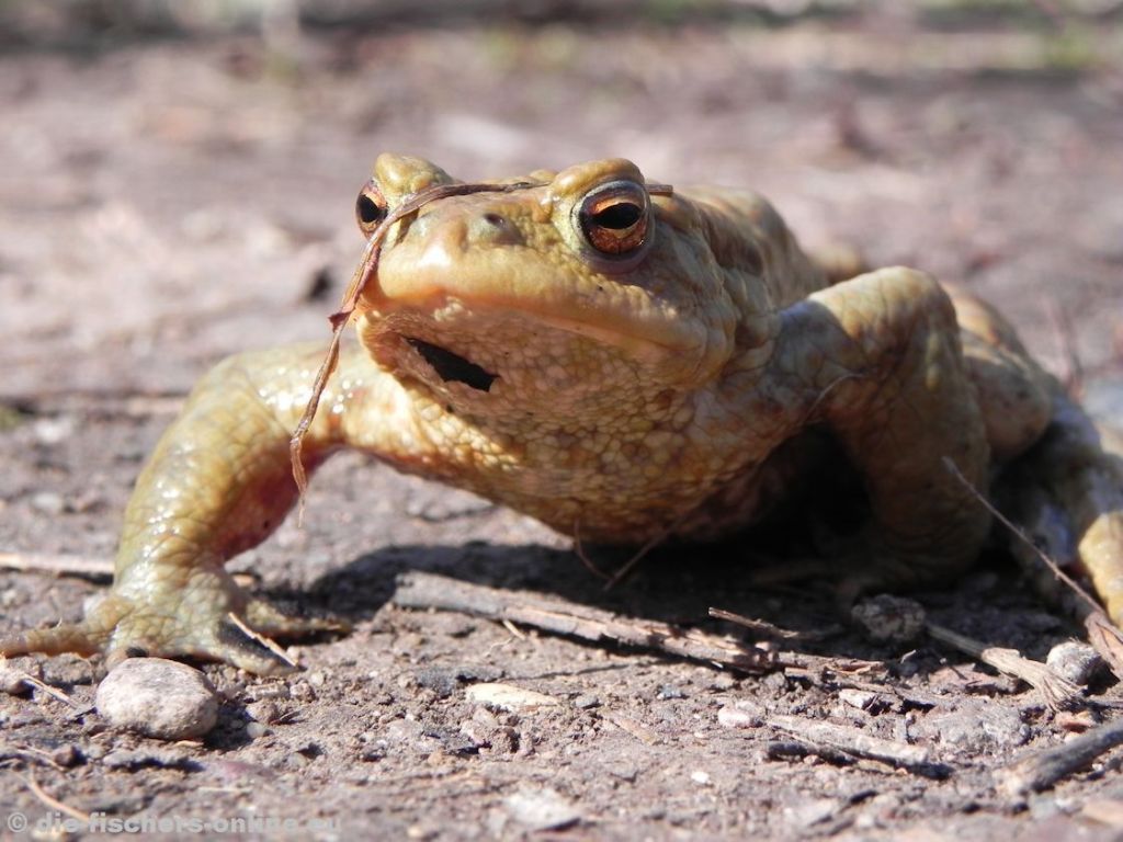 Kröte
