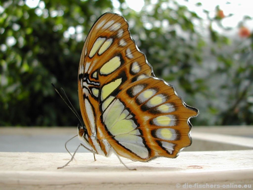 Malachitfalter
(Siproeta stelenes)
