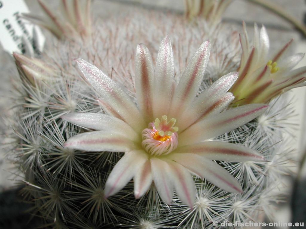 Mammillaria candida
