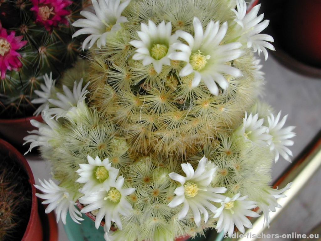 Mammillaria carmenae (weiÃŸe BlÃ¼ten)
