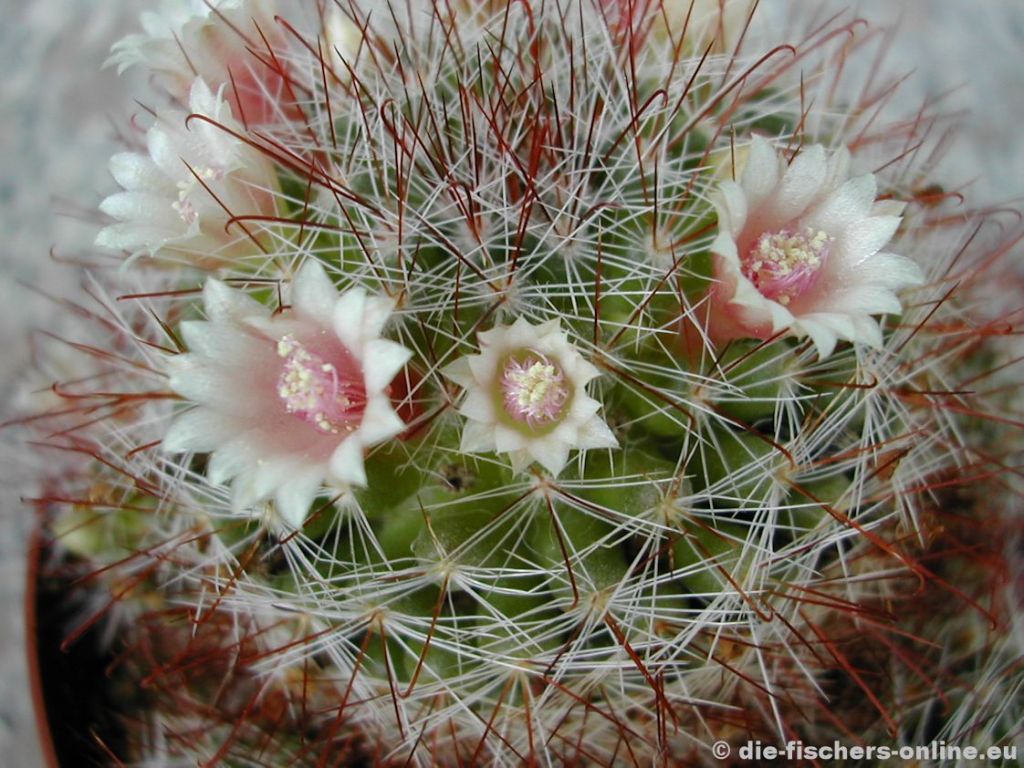 Mammillaria glochidiata
