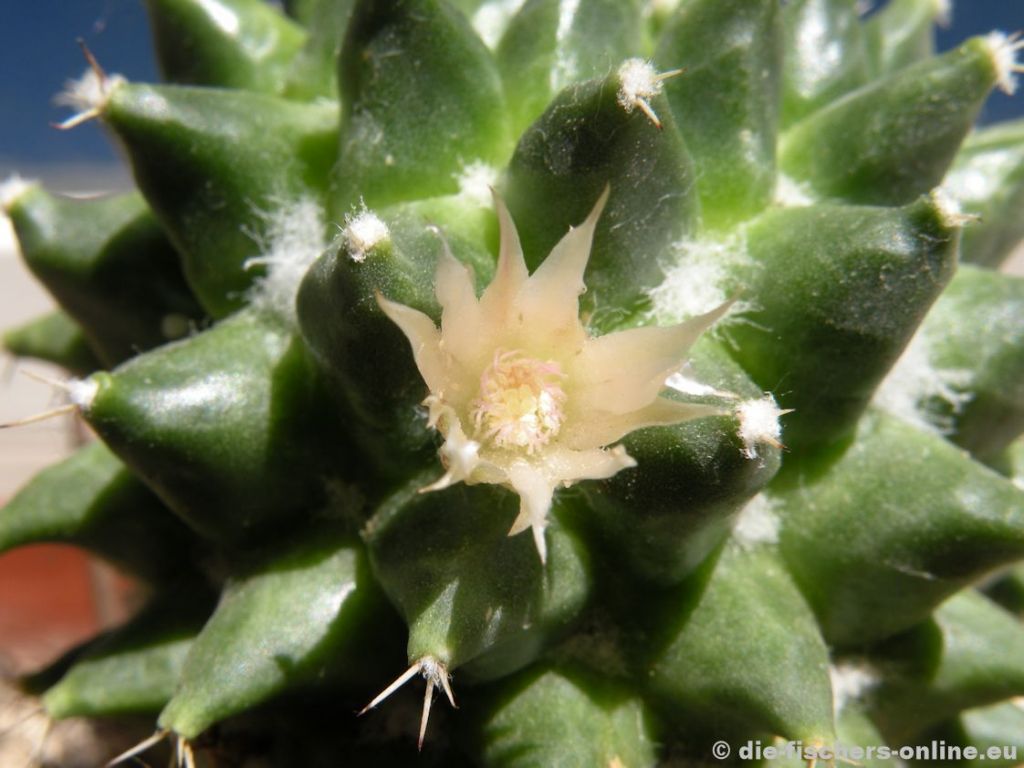 Mammillaria saxicola
