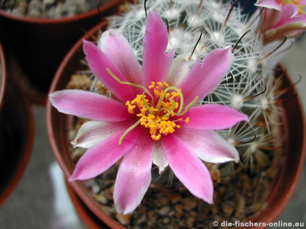 Mammillaria insularis
