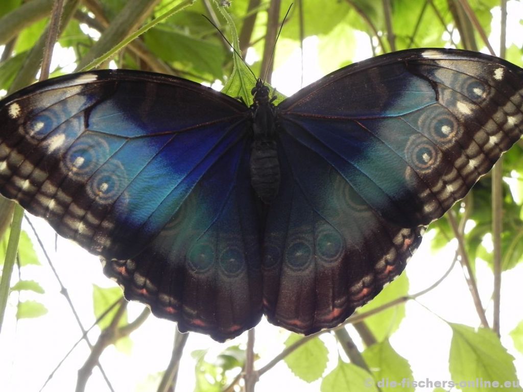 Blauer Morphofalter
(Morpho peleides)
