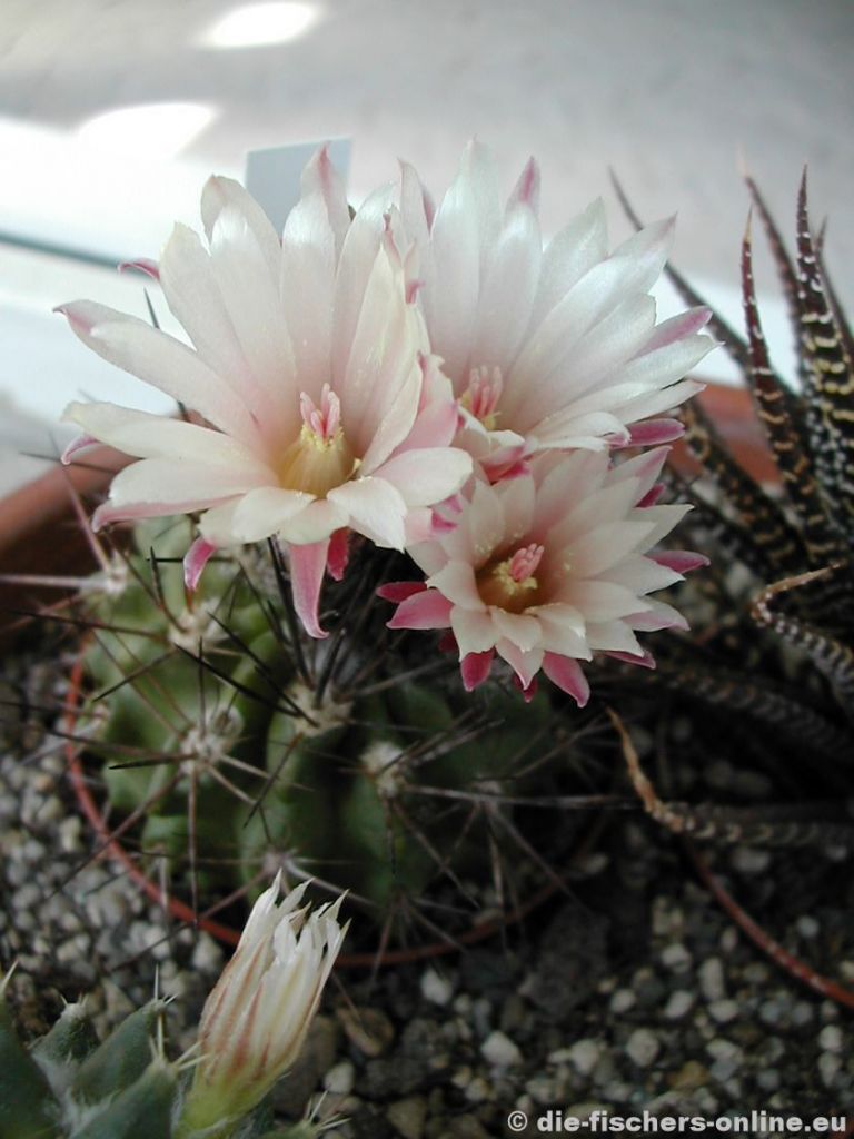 Neochilenia flucossa
