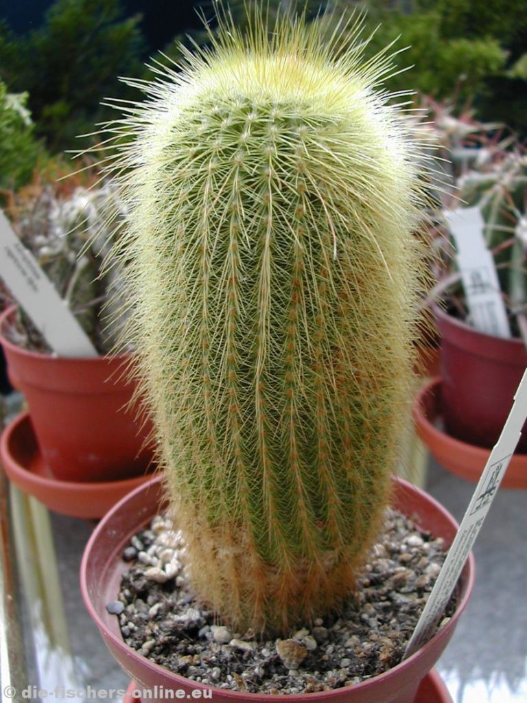 Notocactus leninghausii
