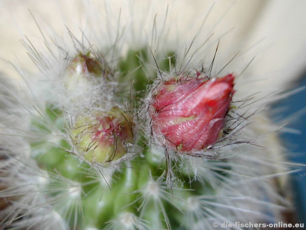 Parodia penicillata
Knospe
