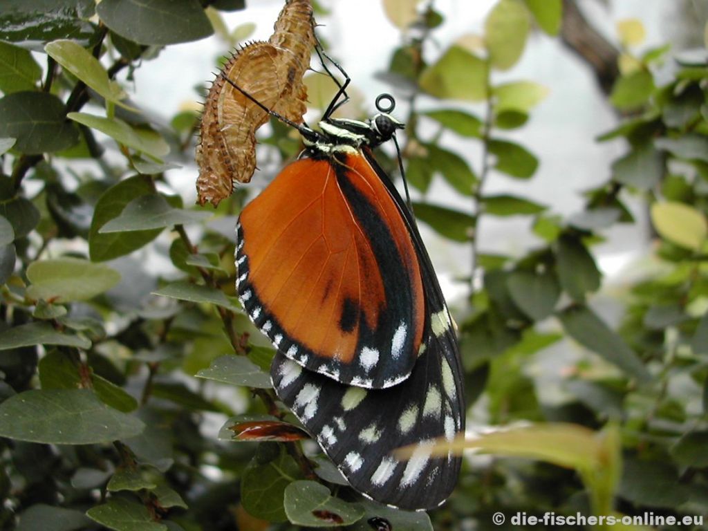 Passionsblumenfalter Tiger
(Heliconius hecale)
