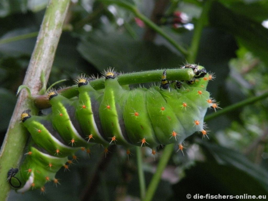 Verfressene Raupe
