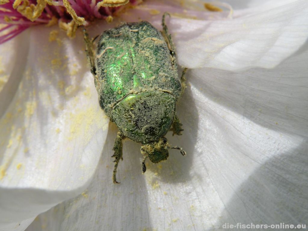 Rosenkäfer
(Cetoniinae)
