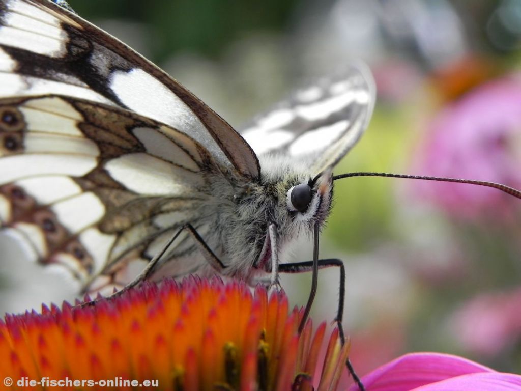 Schachbrett
(Melanargia galathea)
