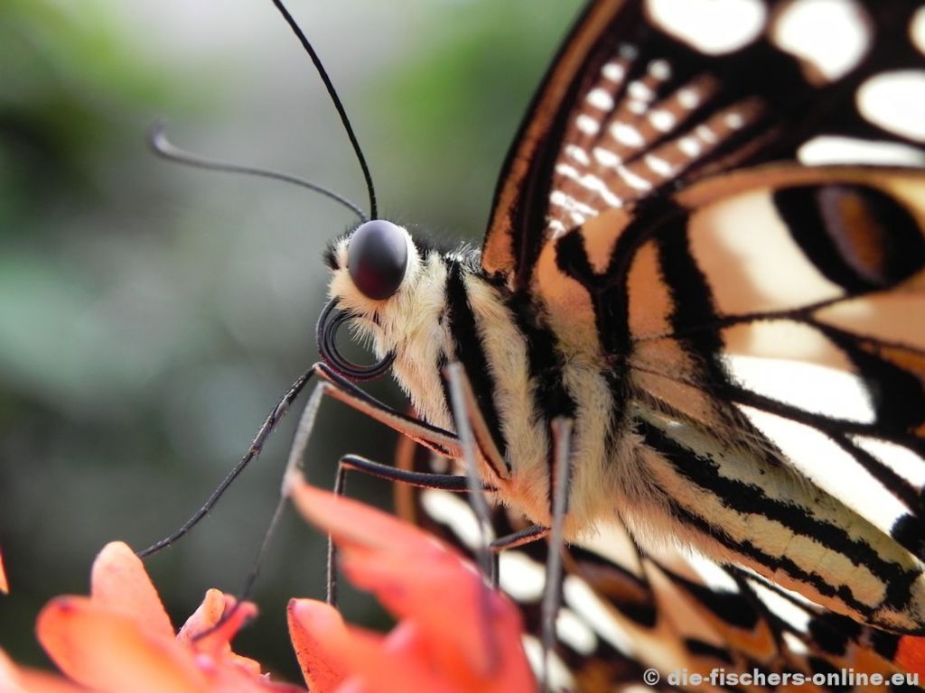 Schwalbenschwanz schwarz-weiß getigert 
(Papilio erithonioides)
