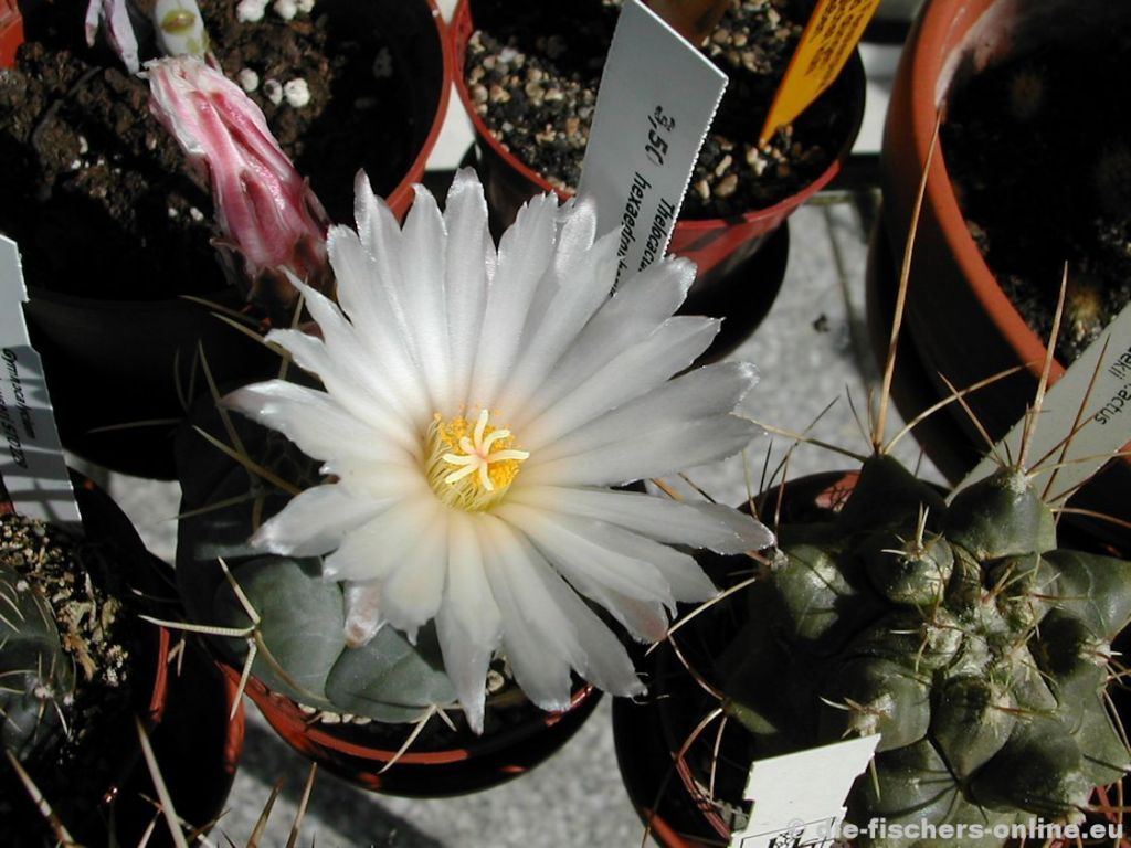 Thelocactus hexaedropus
