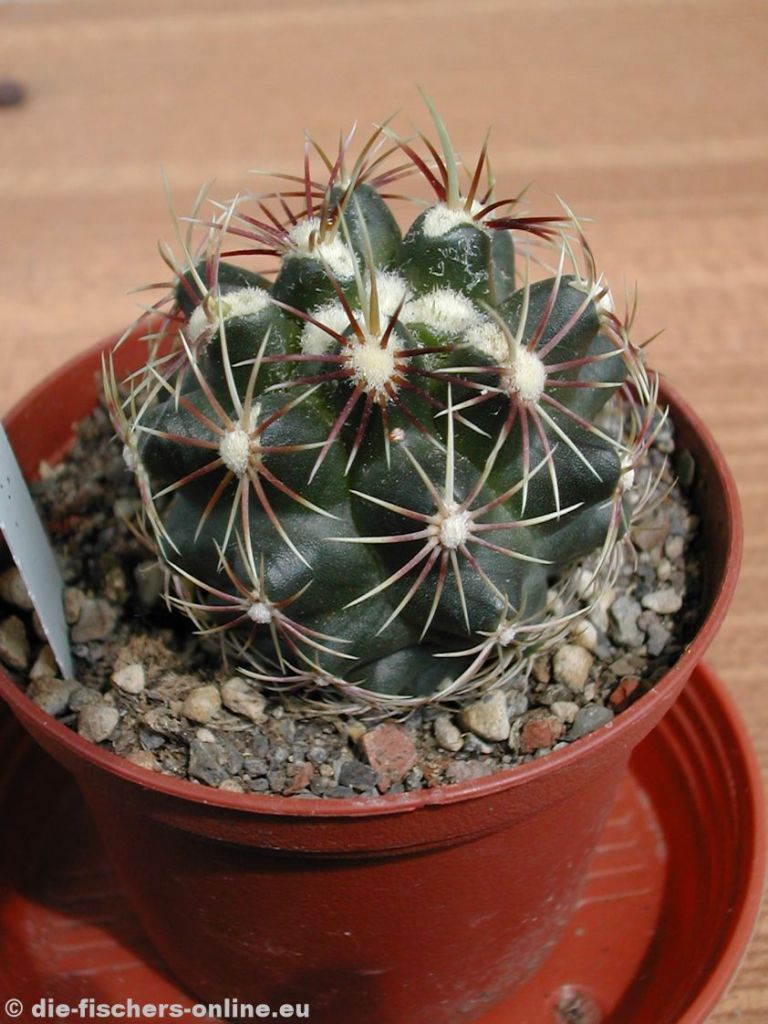 Thelocactus schwarzii
